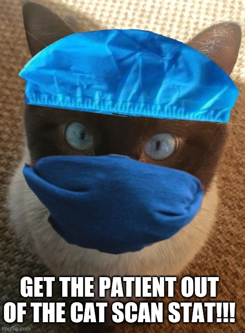 Cat Scan | GET THE PATIENT OUT OF THE CAT SCAN STAT!!! | image tagged in siamese cat,cat,medical,coronavirus,doctor,covid-19 | made w/ Imgflip meme maker