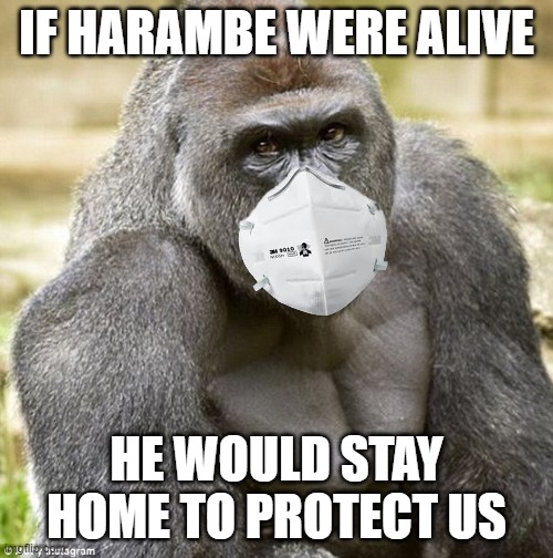 What would harambe do? | IF HARAMBE WERE ALIVE; HE WOULD STAY HOME TO PROTECT US | image tagged in harambe,2020,quarantine,coronavirus,lockdown,face mask | made w/ Imgflip meme maker