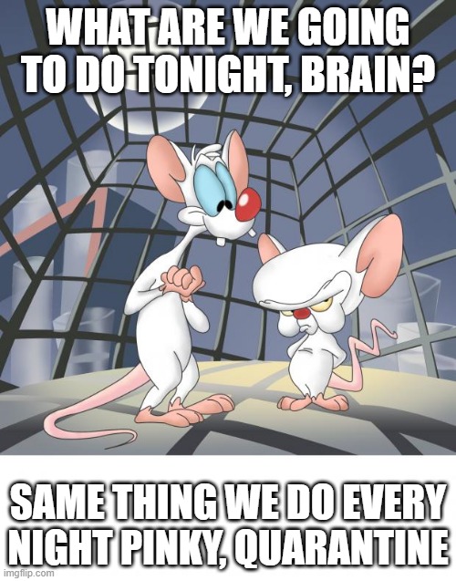 Pinky and the brain | WHAT ARE WE GOING TO DO TONIGHT, BRAIN? SAME THING WE DO EVERY NIGHT PINKY, QUARANTINE | image tagged in pinky and the brain | made w/ Imgflip meme maker
