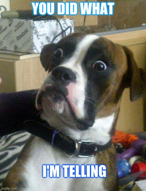 Blankie the Shocked Dog | YOU DID WHAT; I'M TELLING | image tagged in blankie the shocked dog | made w/ Imgflip meme maker