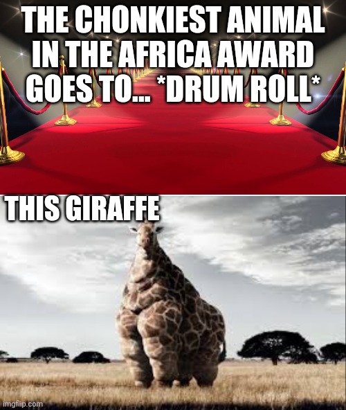 The Chonkiest In Africa (not the whole world) | THE CHONKIEST ANIMAL IN THE AFRICA AWARD GOES TO... *DRUM ROLL*; THIS GIRAFFE | image tagged in red carpet,chonk giraffe | made w/ Imgflip meme maker