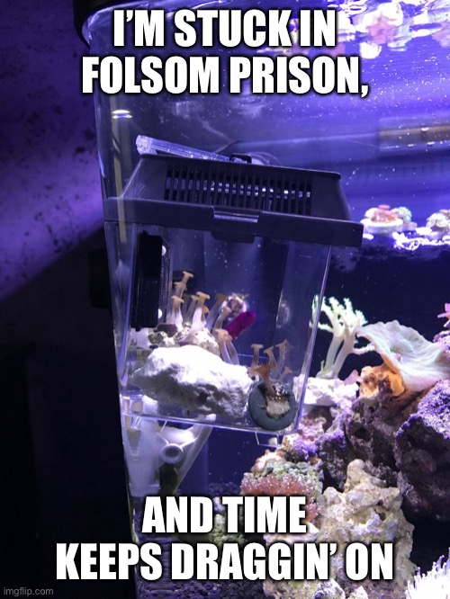 fish jail | I’M STUCK IN FOLSOM PRISON, AND TIME KEEPS DRAGGIN’ ON | image tagged in fish jail | made w/ Imgflip meme maker