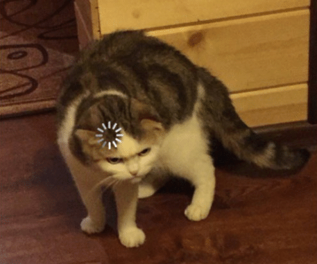 High Quality Lag Cat Blank Meme Template