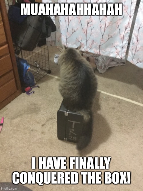 Heroic cat | MUAHAHAHHAHAH; I HAVE FINALLY CONQUERED THE BOX! | image tagged in for i am the cat | made w/ Imgflip meme maker