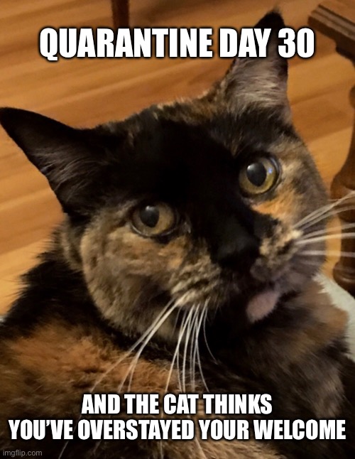 QUARANTINE DAY 30; AND THE CAT THINKS YOU’VE OVERSTAYED YOUR WELCOME | image tagged in cats,quarantine,cat | made w/ Imgflip meme maker