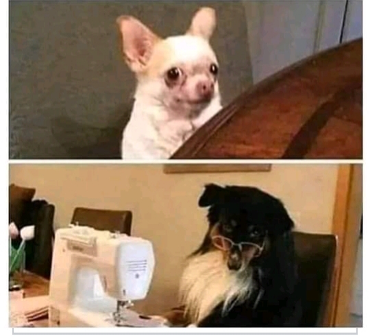 Sewing dog mom Blank Meme Template