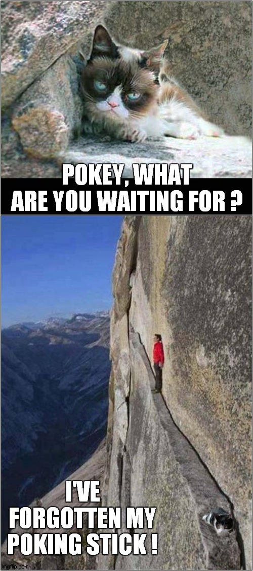 Grumpy Says It's Pokey Stick Time | POKEY, WHAT ARE YOU WAITING FOR ? I'VE FORGOTTEN MY POKING STICK ! | image tagged in fun,grumpy cat,pokey,mountains | made w/ Imgflip meme maker