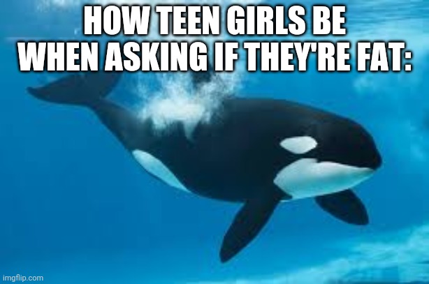Shamu | HOW TEEN GIRLS BE WHEN ASKING IF THEY'RE FAT: | image tagged in shamu | made w/ Imgflip meme maker