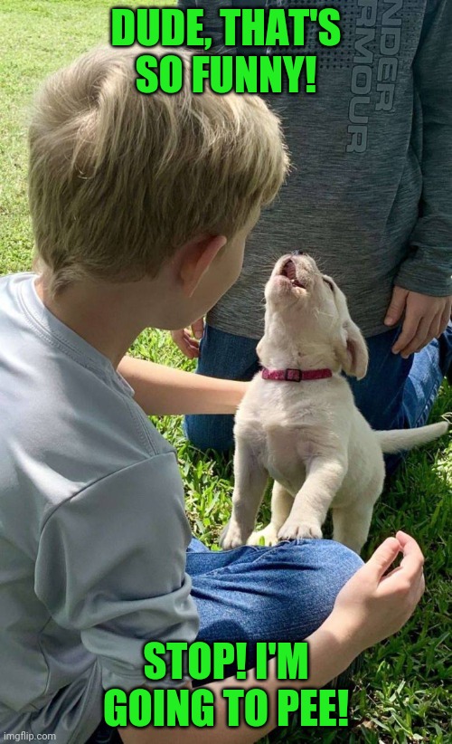 When you tell your dog a joke | DUDE, THAT'S SO FUNNY! STOP! I'M GOING TO PEE! | image tagged in puppy | made w/ Imgflip meme maker