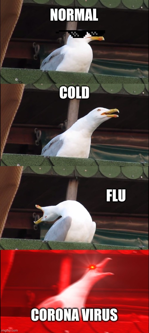 Inhaling Seagull Meme | NORMAL; COLD; FLU; CORONA VIRUS | image tagged in memes,inhaling seagull | made w/ Imgflip meme maker