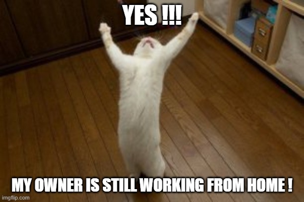 Victory Monday | YES !!! MY OWNER IS STILL WORKING FROM HOME ! | image tagged in victory monday | made w/ Imgflip meme maker