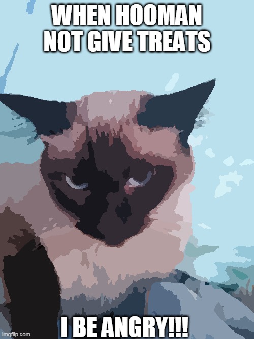 Angry cat | WHEN HOOMAN NOT GIVE TREATS; I BE ANGRY!!! | image tagged in angry cat | made w/ Imgflip meme maker