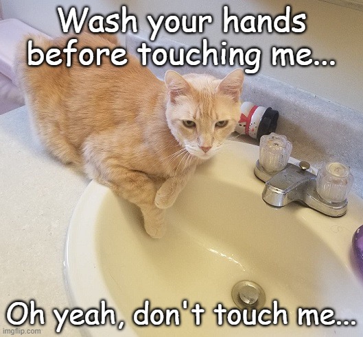 Wash your hands!!! | Wash your hands before touching me... Oh yeah, don't touch me... | image tagged in cat,wash,don't touch,hands,tigger | made w/ Imgflip meme maker