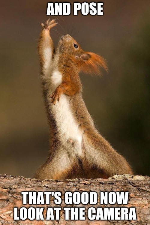 Dancing Squirrel | AND POSE; THAT'S GOOD NOW LOOK AT THE CAMERA | image tagged in dancing squirrel | made w/ Imgflip meme maker
