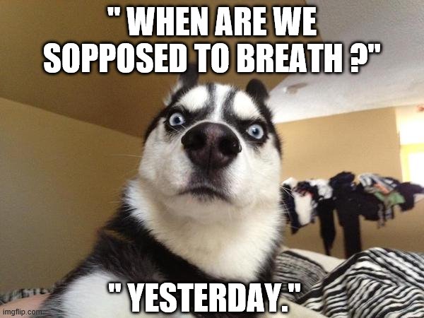 " WHEN ARE WE SOPPOSED TO BREATH ?"; " YESTERDAY." | image tagged in funny memes | made w/ Imgflip meme maker