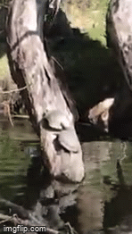 turtles | image tagged in gifs,turtle | made w/ Imgflip video-to-gif maker