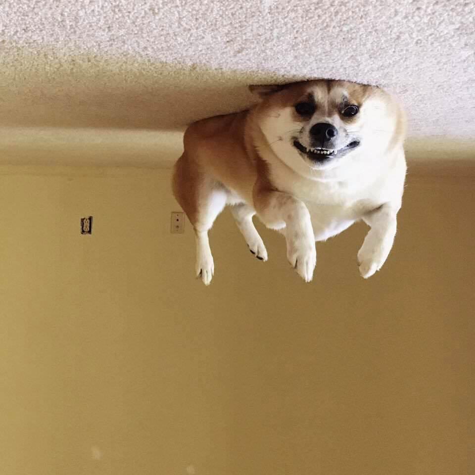 upside down dog Blank Meme Template