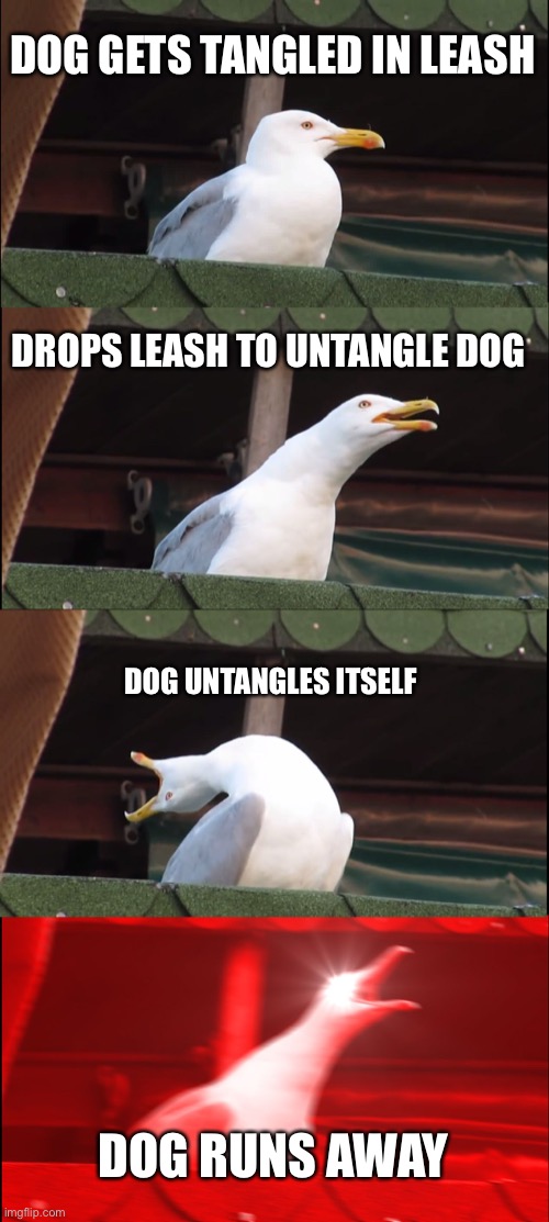 Inhaling Seagull | DOG GETS TANGLED IN LEASH; DROPS LEASH TO UNTANGLE DOG; DOG UNTANGLES ITSELF; DOG RUNS AWAY | image tagged in memes,inhaling seagull | made w/ Imgflip meme maker