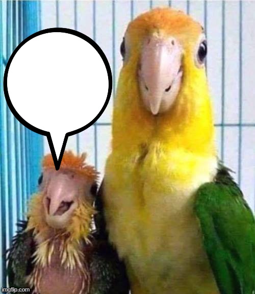 High Quality parrots Blank Meme Template