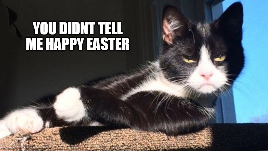 I CAN PUT BUNNY EARS ON YOU KITTY | YOU DIDNT TELL ME HAPPY EASTER | image tagged in cats,grumpy cat | made w/ Imgflip meme maker