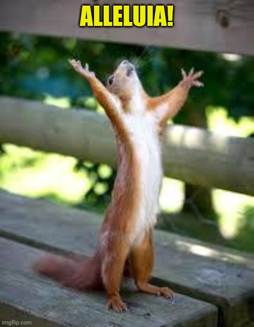 Praise Squirrel | ALLELUIA! | image tagged in praise squirrel | made w/ Imgflip meme maker