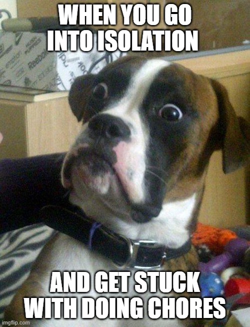 Blankie the Shocked Dog | WHEN YOU GO INTO ISOLATION; AND GET STUCK WITH DOING CHORES | image tagged in blankie the shocked dog | made w/ Imgflip meme maker