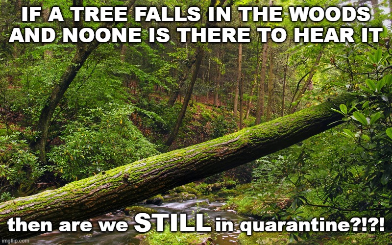 Fallen tree in forest | IF A TREE FALLS IN THE WOODS
AND NOONE IS THERE TO HEAR IT; STILL; then are we              in quarantine?!?! | image tagged in fallen tree in forest | made w/ Imgflip meme maker