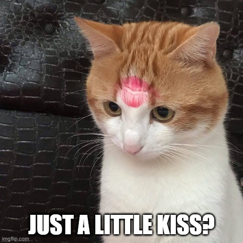 Someone Loves Their Cat | JUST A LITTLE KISS? | image tagged in kiss,cat | made w/ Imgflip meme maker