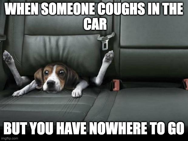 funny dog back seat | WHEN SOMEONE COUGHS IN THE
 CAR; BUT YOU HAVE NOWHERE TO GO | image tagged in funny dog back seat | made w/ Imgflip meme maker
