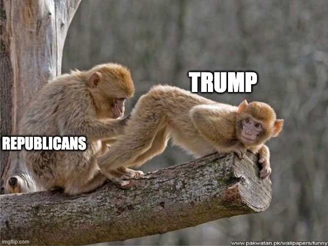 Trump x republicans | TRUMP; REPUBLICANS | image tagged in monkey,trump,republicans,fox news,conservatives | made w/ Imgflip meme maker