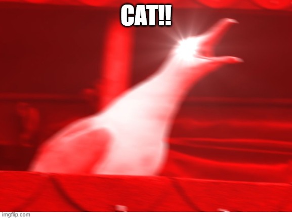 CAT!! | made w/ Imgflip meme maker