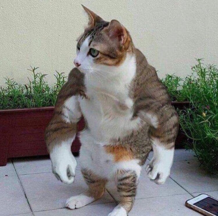 Swole cat Blank Meme Template