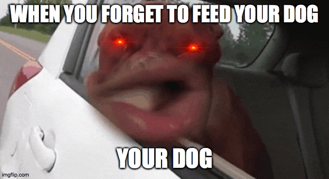 FEEEEEEED ME !!!!!!!!!!!!!!!! | WHEN YOU FORGET TO FEED YOUR DOG; YOUR DOG | image tagged in dogs,memes | made w/ Imgflip meme maker