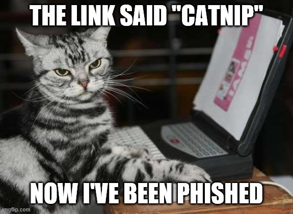 Cat Using Computer | THE LINK SAID "CATNIP"; NOW I'VE BEEN PHISHED | image tagged in cat using computer | made w/ Imgflip meme maker
