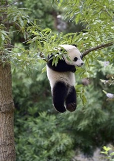 Panda Just hanging around Blank Meme Template