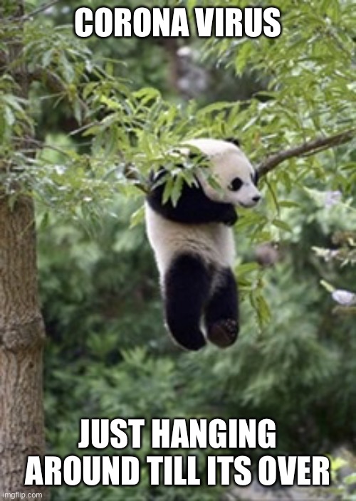 Panda Just hanging around | CORONA VIRUS; JUST HANGING AROUND TILL ITS OVER | image tagged in panda just hanging around | made w/ Imgflip meme maker