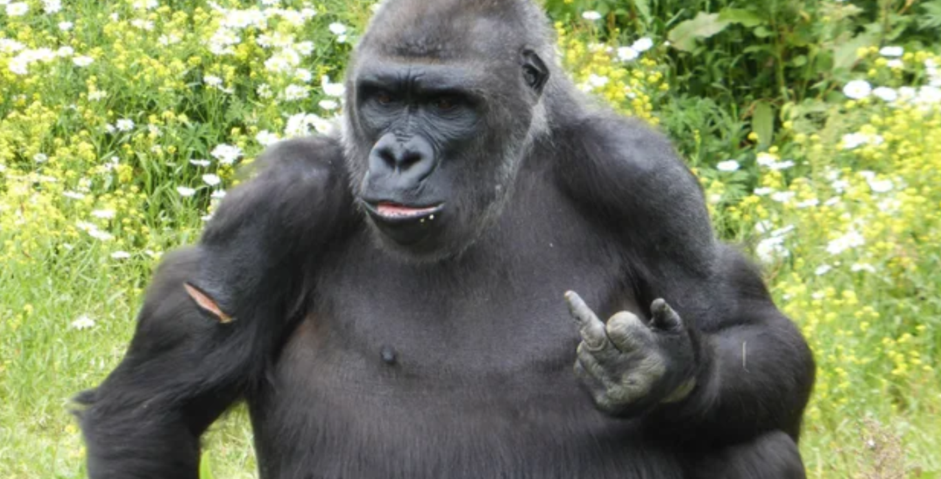 High Quality Gorillas learn too much from us Blank Meme Template