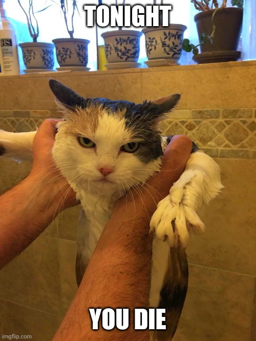 BATH TIME | TONIGHT; YOU DIE | image tagged in cats,funny cats,angry cat | made w/ Imgflip meme maker