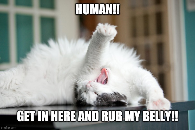 BELLY RUBS | HUMAN!! GET IN HERE AND RUB MY BELLY!! | image tagged in cats,funny cats | made w/ Imgflip meme maker