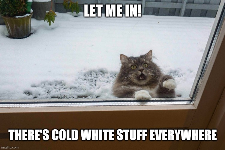 COLD FEET | LET ME IN! THERE'S COLD WHITE STUFF EVERYWHERE | image tagged in cats,funny cats,snow | made w/ Imgflip meme maker