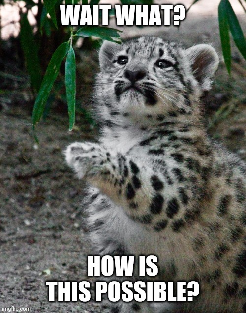 WAIT WHAT LEOPARD | WAIT WHAT? HOW IS THIS POSSIBLE? | image tagged in wait what leopard | made w/ Imgflip meme maker