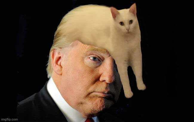 image tagged in cats,donald trump,trump,funny | made w/ Imgflip meme maker