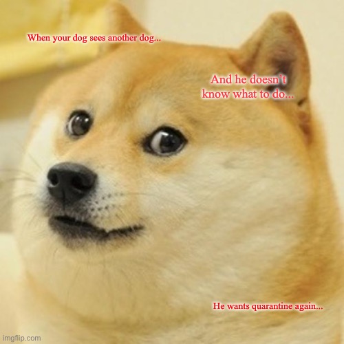 Doge Meme | When your dog sees another dog... And he doesn’t know what to do... He wants quarantine again... | image tagged in memes,doge | made w/ Imgflip meme maker