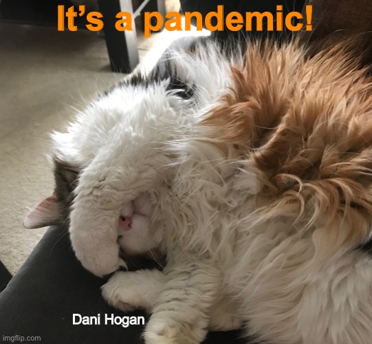 Dani | It’s a pandemic! Dani Hogan | image tagged in coronavirus | made w/ Imgflip meme maker