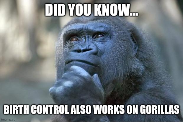 The thinking gorilla | DID YOU KNOW... BIRTH CONTROL ALSO WORKS ON GORILLAS | image tagged in the thinking gorilla | made w/ Imgflip meme maker
