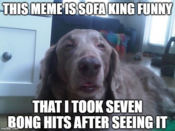 High Dog Meme | THIS MEME IS SOFA KING FUNNY THAT I TOOK SEVEN BONG HITS AFTER SEEING IT | image tagged in memes,high dog | made w/ Imgflip meme maker