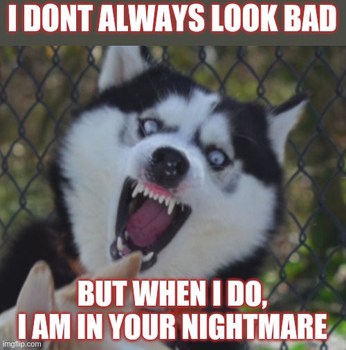 Scary Husky | I DONT ALWAYS LOOK BAD; BUT WHEN I DO, I AM IN YOUR NIGHTMARE | image tagged in husky | made w/ Imgflip meme maker