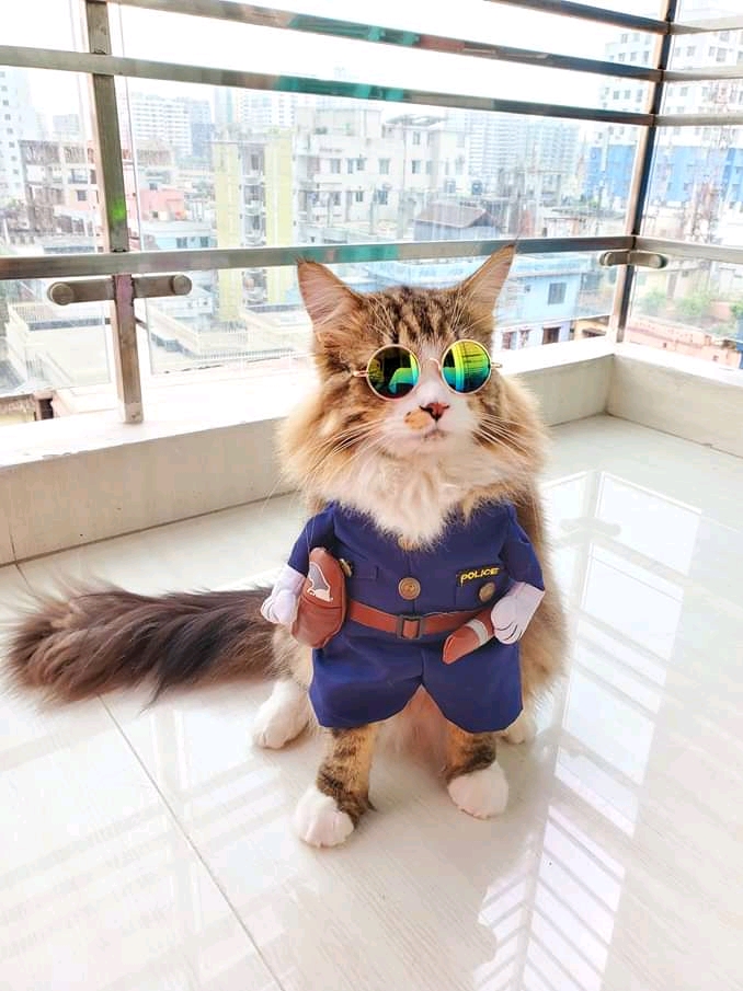 High Quality Jakir meme Blank Meme Template