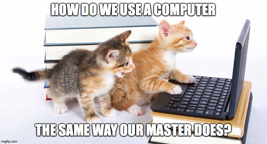 Cats at a Computer | HOW DO WE USE A COMPUTER; THE SAME WAY OUR MASTER DOES? | image tagged in cats at a computer,memes | made w/ Imgflip meme maker