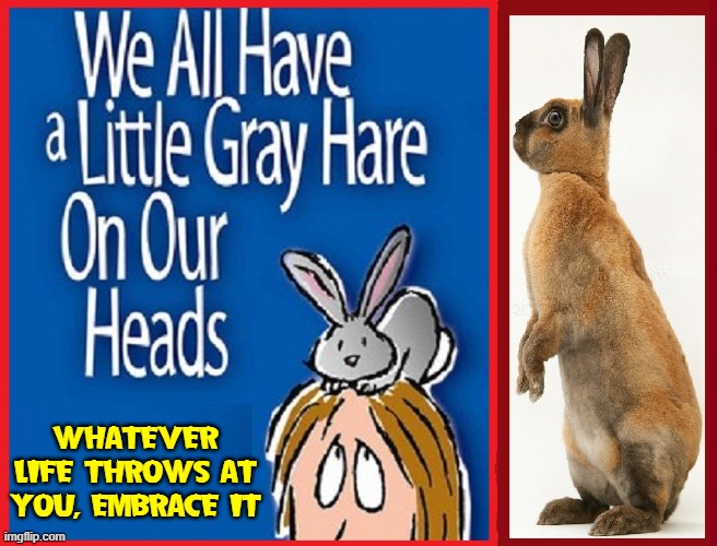 Advice from Wise Rabbit | WHATEVER LIFE THROWS AT YOU, EMBRACE IT | image tagged in vince vance,funny bunny,rabbits,grey hair,good advice,new memes | made w/ Imgflip meme maker